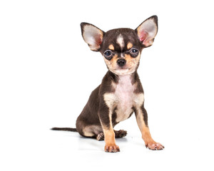 Funny puppy Chihuahua poses on a white background