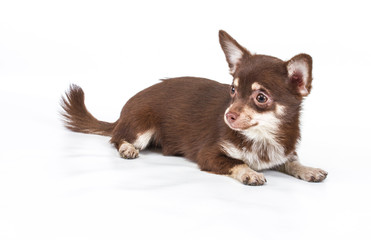 Funny puppy Chihuahua poses on a white background