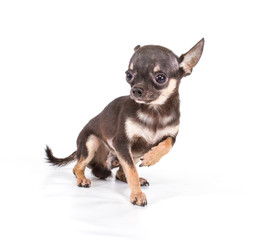 Funny puppy Chihuahua poses on a white background