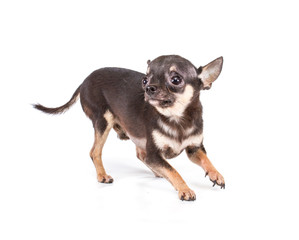 Funny puppy Chihuahua poses on a white background