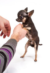 Funny puppy Chihuahua poses on a white background