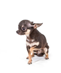 Funny puppy Chihuahua poses on a white background