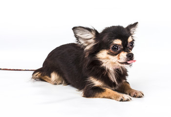 Funny puppy Chihuahua poses on a white background