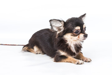 Funny puppy Chihuahua poses on a white background