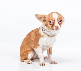 Funny puppy Chihuahua poses on a white background