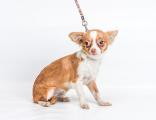 Obraz premium Funny puppy Chihuahua poses on a white background