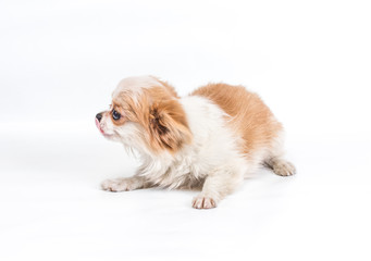 Funny puppy Chihuahua poses on a white background
