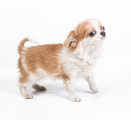 Funny puppy Chihuahua poses on a white background