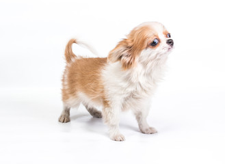 Funny puppy Chihuahua poses on a white background