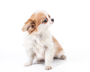 Funny puppy Chihuahua poses on a white background