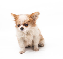 Obraz premium Funny puppy Chihuahua poses on a white background
