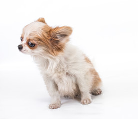 Funny puppy Chihuahua poses on a white background