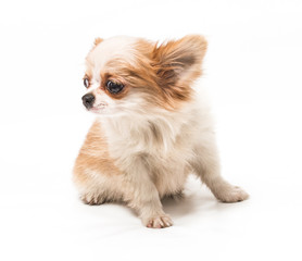 Funny puppy Chihuahua poses on a white background