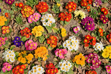 Multicolored flowers