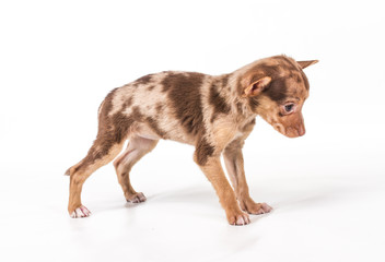 Obraz premium Toy Terrier on a white background