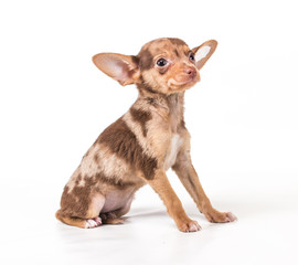 Toy Terrier on a white background