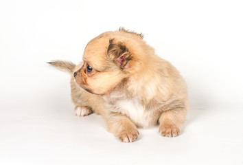 Fototapeta na wymiar Chihuahua puppy on white background