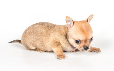 Chihuahua puppy on white background