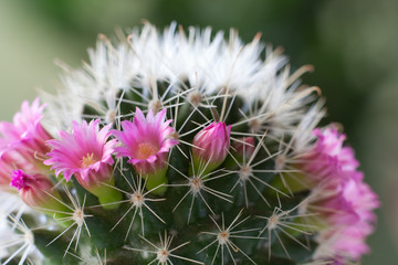 Cactus flowers