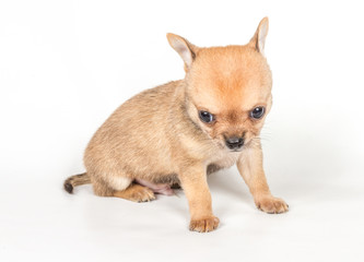 Chihuahua puppy on white background