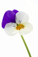Hornveilchen (Viola cornuta, Stiefmütterchen)