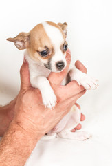 Chihuahua puppy on white background