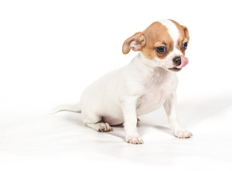 Chihuahua puppy on white background