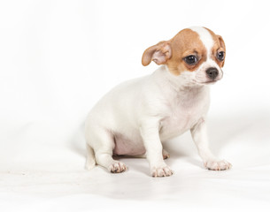 Chihuahua puppy on white background