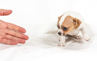 Chihuahua puppy on white background