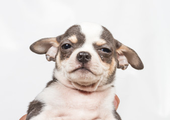 Obraz premium Chihuahua puppy on white background