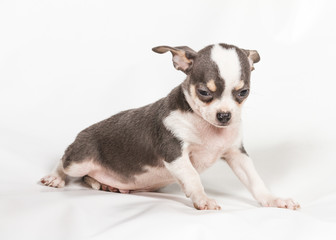 Chihuahua puppy on white background