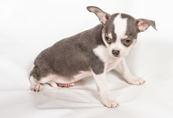 Chihuahua puppy on white background