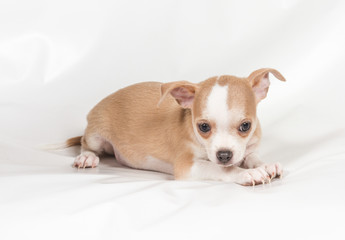 Chihuahua puppy on white background