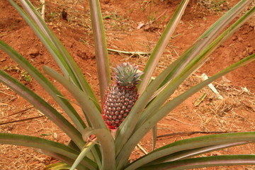Pineapple - 39818842