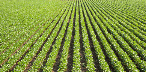 soybean field with rows