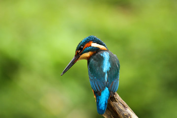 Male Kingfisher - alcedo atthis