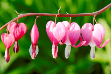 Several blossoms of dicentra