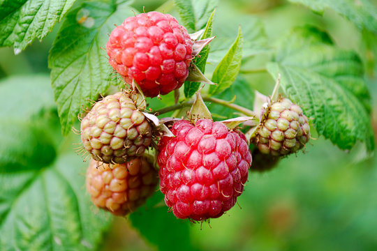 Five berries of the raspberry