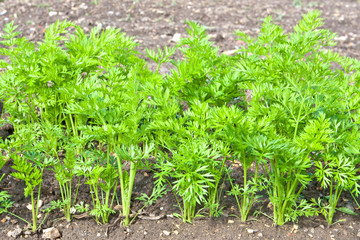 Carrot crop