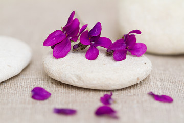 Fototapeta na wymiar violettes zen