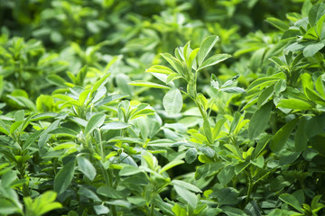 Obraz premium The beautiful backdrop of Lucerne (alfalfa)