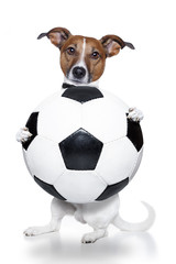 dog with a white soccer ball