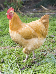 Yellow rooster