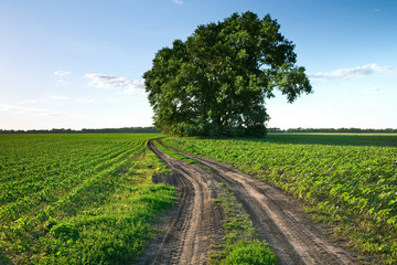 Fototapeta na wymiar Drogowych przez zielone pola i rzędy drzew na wiosnę
