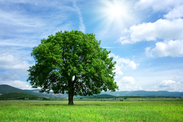 Naklejka premium Drzewo na zielonym polu