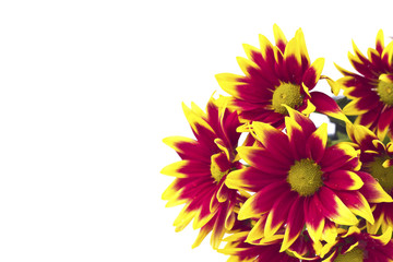 Closeup of pink daisy - gerbera.