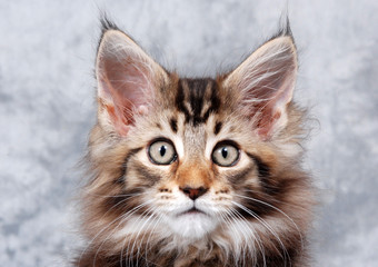 Maine Coon Kitten