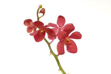 Fototapeta na wymiar red orchid on white