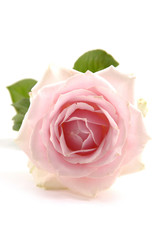 Pink rose with leaves and petals isolated on white