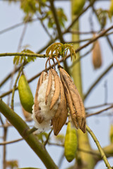 kapok  on tree